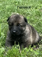 Female 4, a female German Shepherd Dog for sale in Le Roy, NY – 1 of 9