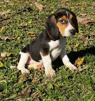 Faith white, a male Beagle for sale in Le Roy, NY – 1 of 10
