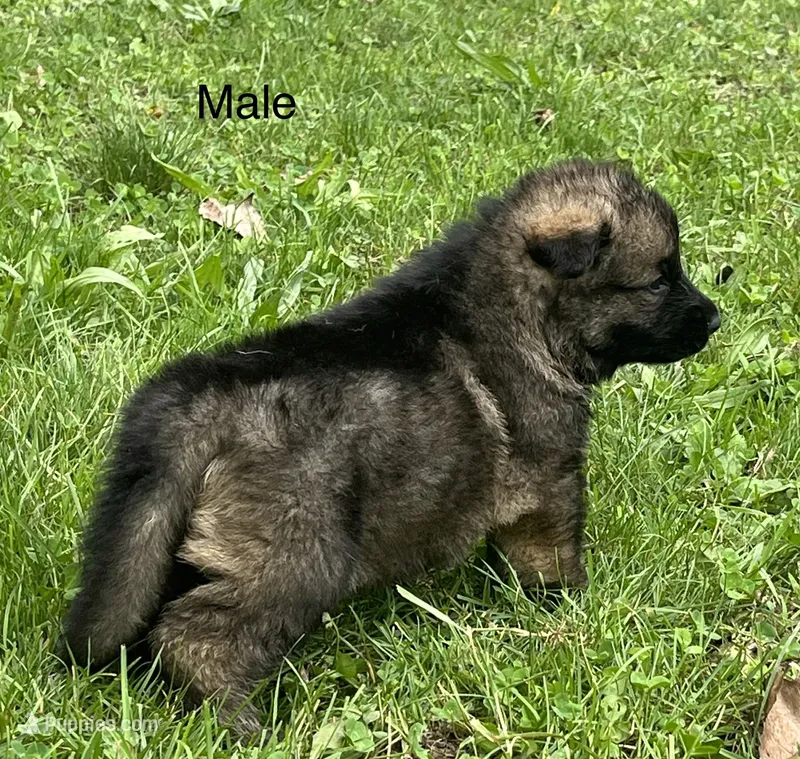 Male Shilo/Germam – German Shepherd Dog puppy on hold in Le Roy, NY