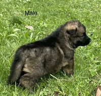 Male Shilo/Germam, a male German Shepherd Dog for sale in Le Roy, NY – 1 of 10