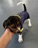 Male blue collar, a male Beagle for sale in Le Roy, NY – 8 of 10