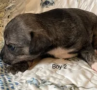 Male 2, a male Chiweenie for sale in Le Roy, NY – 7 of 10