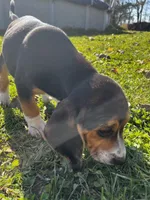 Faith Black, a male Beagle for sale in Le Roy, NY – 8 of 10