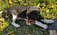 Faith spots, a male Beagle for sale in Le Roy, NY – 5 of 10