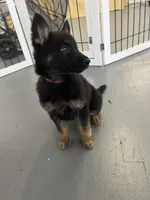 Male fushia, a male German Shepherd Dog for sale in Le Roy, NY – Photo 4 of 10