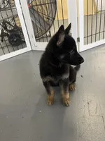 Male fushia, a male German Shepherd Dog for sale in Le Roy, NY – Photo 6 of 10