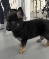 Male fushia, a male German Shepherd Dog for sale in Le Roy, NY – Photo 2 of 10