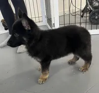 Male fushia, a male German Shepherd Dog for sale in Le Roy, NY – Photo 3 of 10