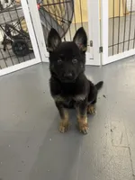 Male fushia, a male German Shepherd Dog for sale in Le Roy, NY – Photo 1 of 10