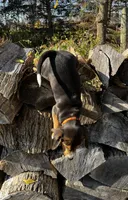 Faith orange, a male Beagle for sale in Le Roy, NY – 8 of 10