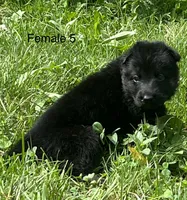 Female 5, a female German Shepherd Dog for sale in Le Roy, NY – 5 of 10