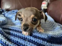 Male 4, a male Chiweenie for sale in Le Roy, NY – 5 of 9