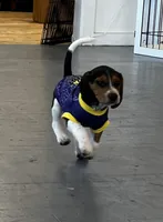 Male blue collar, a male Beagle for sale in Le Roy, NY – 9 of 10