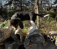 Faith spots, a male Beagle for sale in Le Roy, NY – 2 of 10