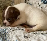 Male 3, a male Chiweenie for sale in Le Roy, NY – 4 of 9
