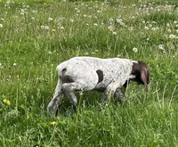 Male, a male German Shorthaired Pointer for sale in Le Roy, NY – 2 of 9