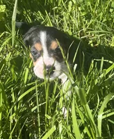 Male 2, a male Beagle for sale in Le Roy, NY – 4 of 8