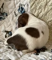 Male 3, a male Chiweenie for sale in Le Roy, NY – 8 of 9