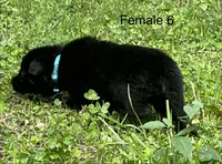 Female 6, a female German Shepherd Dog for sale in Le Roy, NY – 9 of 10