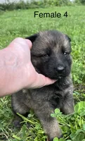 Female 4, a female German Shepherd Dog for sale in Le Roy, NY – 7 of 9