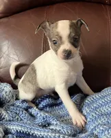 Male 3, a male Chiweenie for sale in Le Roy, NY – 6 of 9
