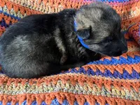 Blue Collar Male Sable, a male German Shepherd Dog for sale in Le Roy, NY – Photo 4 of 8