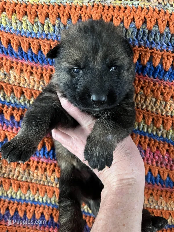 Blue Collar Male Sable