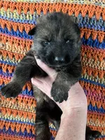 Blue Collar Male Sable, a male German Shepherd Dog for sale in Le Roy, NY – Photo 1 of 8