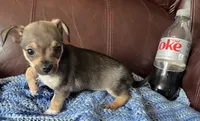 Male 4, a male Chiweenie for sale in Le Roy, NY – 4 of 9