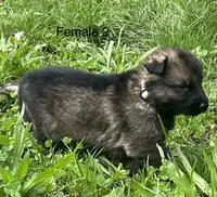 Female 2, a female German Shepherd Dog for sale in Le Roy, NY – 2 of 9