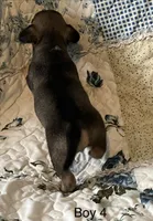 Male 4, a male Chiweenie for sale in Le Roy, NY – 3 of 9