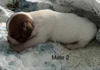 Male 2, a male Chiweenie for sale in Le Roy, NY – 4 of 9
