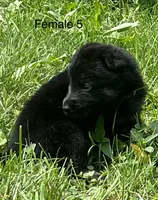 Female 5, a female German Shepherd Dog for sale in Le Roy, NY – 4 of 10