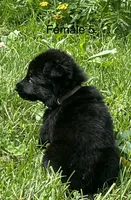 Female 5, a female German Shepherd Dog for sale in Le Roy, NY – 6 of 10
