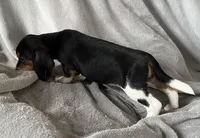 Spot Bea, a female Beagle for sale in Le Roy, NY – Photo 7 of 8