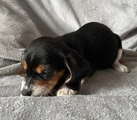 Spot Bea, a female Beagle for sale in Le Roy, NY – Photo 6 of 8