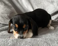 Spot Bea, a female Beagle for sale in Le Roy, NY – Photo 5 of 8