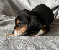 Spot Bea, a female Beagle for sale in Le Roy, NY – Photo 2 of 8