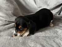 Spot Bea, a female Beagle for sale in Le Roy, NY – Photo 4 of 8