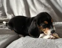 Spot Bea, a female Beagle for sale in Le Roy, NY – Photo 3 of 8