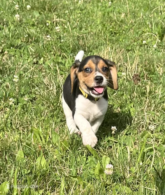 Female 4 – Beagle puppy for sale in Le Roy, NY