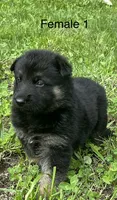 Female 1, a female German Shepherd Dog for sale in Le Roy, NY – 2 of 10