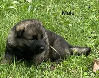 Male Shilo/Germam, a male German Shepherd Dog for sale in Le Roy, NY – 7 of 10