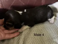Male 4, a male Beagle for sale in Le Roy, NY – 7 of 7