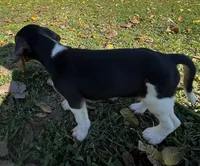 Faith white, a male Beagle for sale in Le Roy, NY – 5 of 10