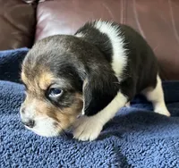 Male 1, a male Beagle for sale in Le Roy, NY – 9 of 10