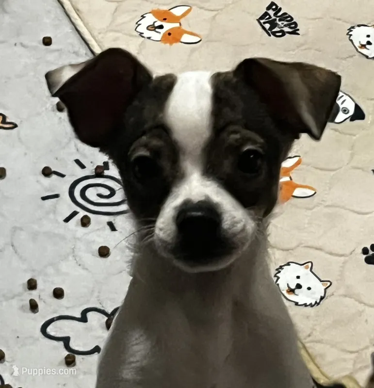 Male 3 – Chiweenie puppy for sale in Le Roy, NY