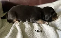 Male 3, a male Beagle for sale in Le Roy, NY – 4 of 5
