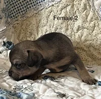 Female 2, a male Chiweenie for sale in Le Roy, NY – 2 of 8