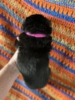 Female Pink Collar blk/tan, a female German Shepherd Dog for sale in Le Roy, NY – Photo 2 of 5